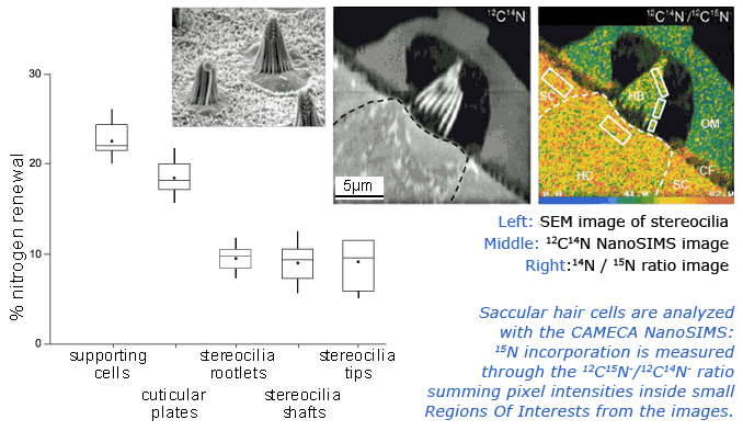 NanoSIMS analysis of protein turnover in cochlea hair cell NanoSIMS analysis of protein turnover in cochlea hair cell